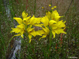 Image de Chloraea lamellata Lindl.