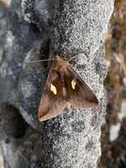 Autographa bractea Schiffermüller 1776 resmi