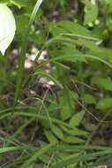 Image of Carex jaluensis Kom.