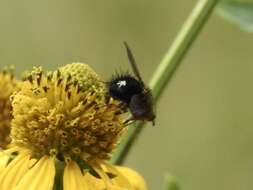 صورة Epalpus albomaculatus (Jaennicke 1867)