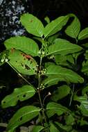 Image of Chiococca nitida Benth.