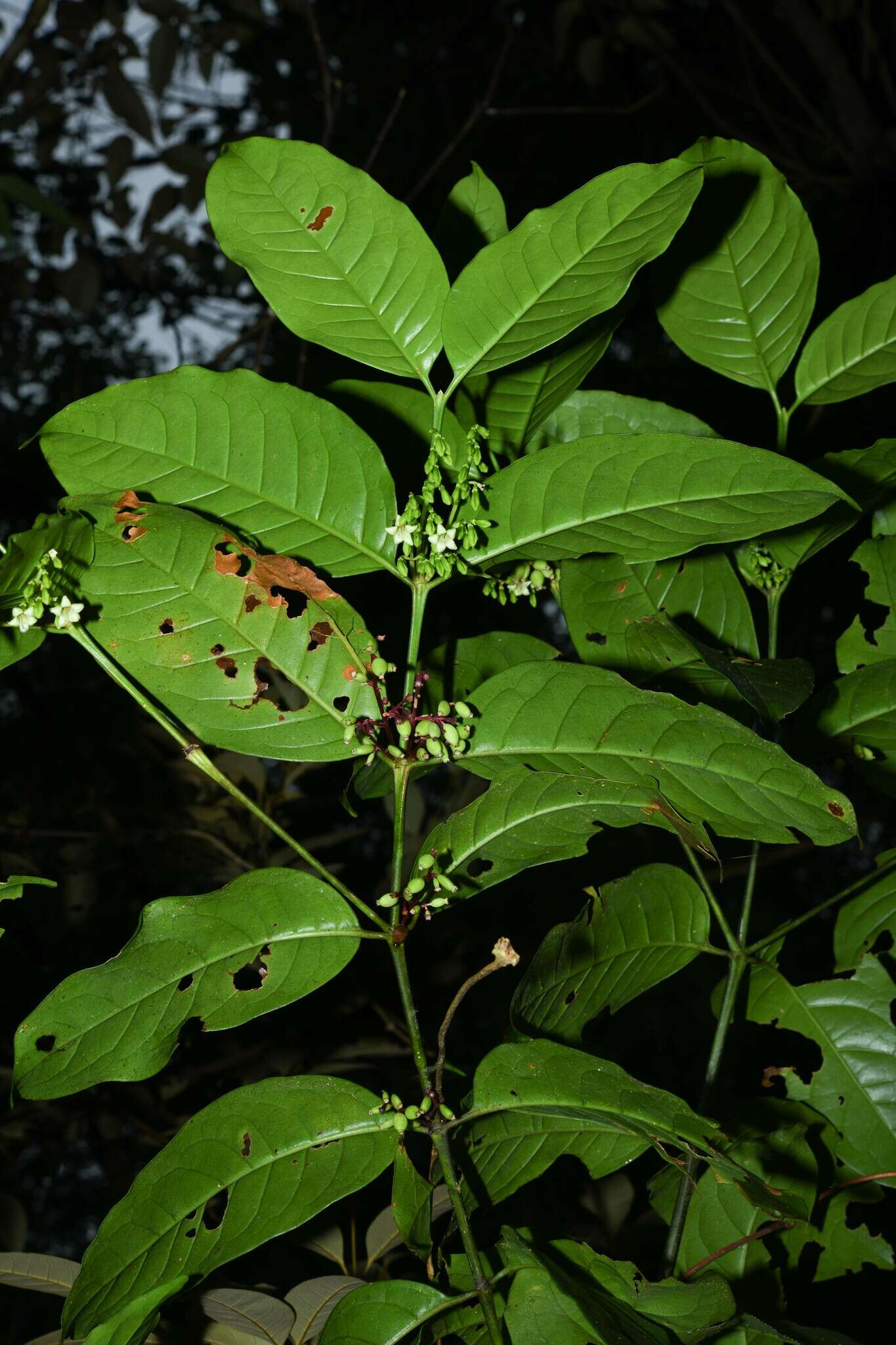 Image of Chiococca nitida Benth.