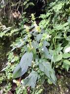 Image de Galeopsis polychroma Beck