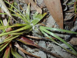 Image of rough pipewort