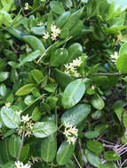 Image of fragrant swallow-wort
