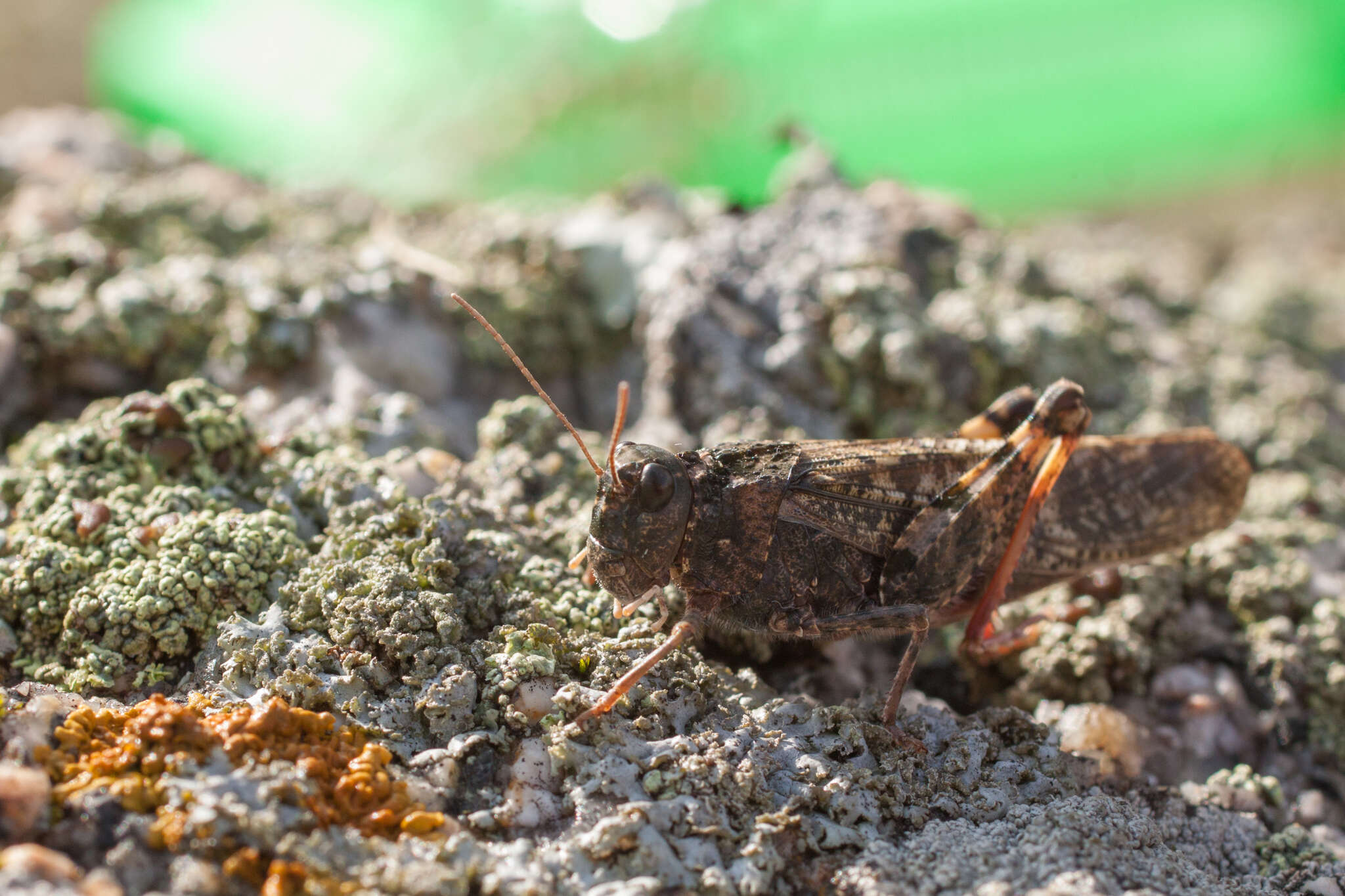 Angaracris barabensis (Pallas 1773) resmi