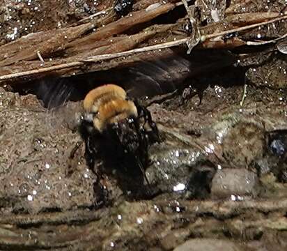 Plancia ëd Anthophora bomboides Kirby 1837