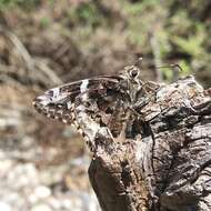 Image de Codatractus bryaxis Hewitson 1867