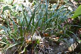 Image of Maxillaria meleagris Lindl.