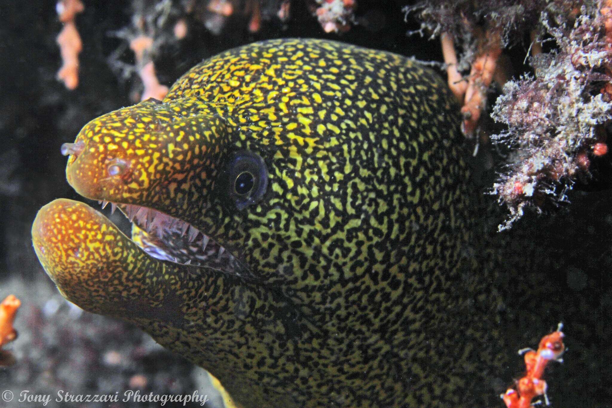 Image of Abbott's moray eel