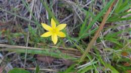 Image of fringed yellow star-grass