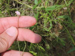 Image de Strophostyles leiosperma (Torr. & A. Gray) Piper