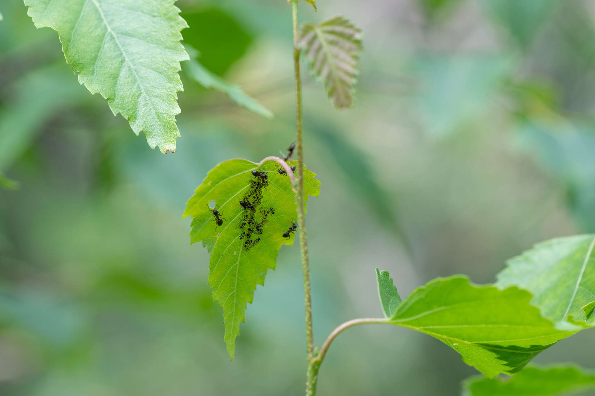 Sivun Callipterinella tuberculata (von Heyden 1837) kuva