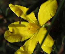 Image of Hibbertia exasperata (Steudel) Briq.