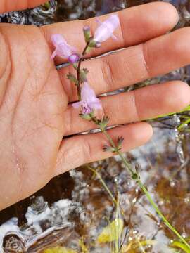 Image of Godfrey's False Dragonhead