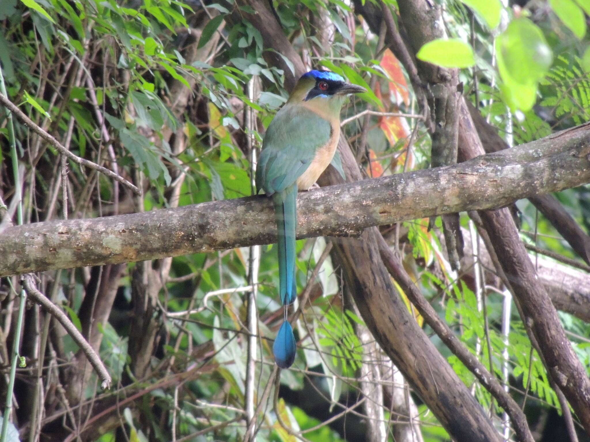 Image of Amazonian Motmot