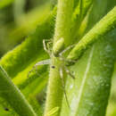 Image of Peucetia virescens (O. Pickard-Cambridge 1872)