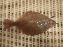 Image of Hippoglossoides