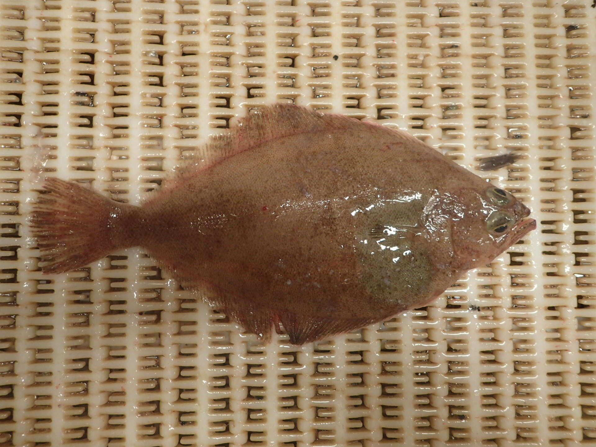 Image of Hippoglossoides