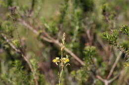 Image of Bulbine favosa (Thunb.) Schult. & Schult. fil.