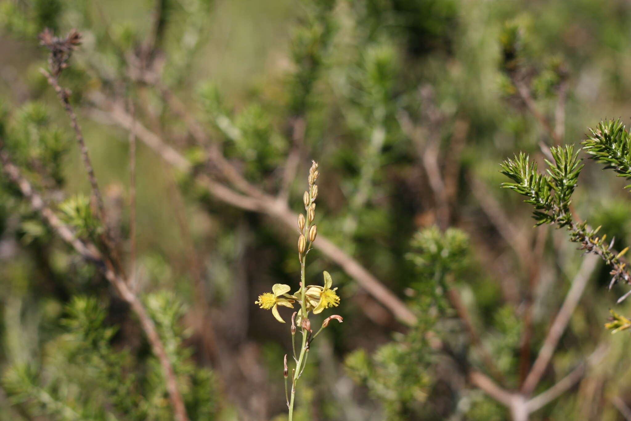 Image of Bulbine favosa (Thunb.) Schult. & Schult. fil.