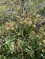 Image of Brachylaena neriifolia (L.) R. Br.