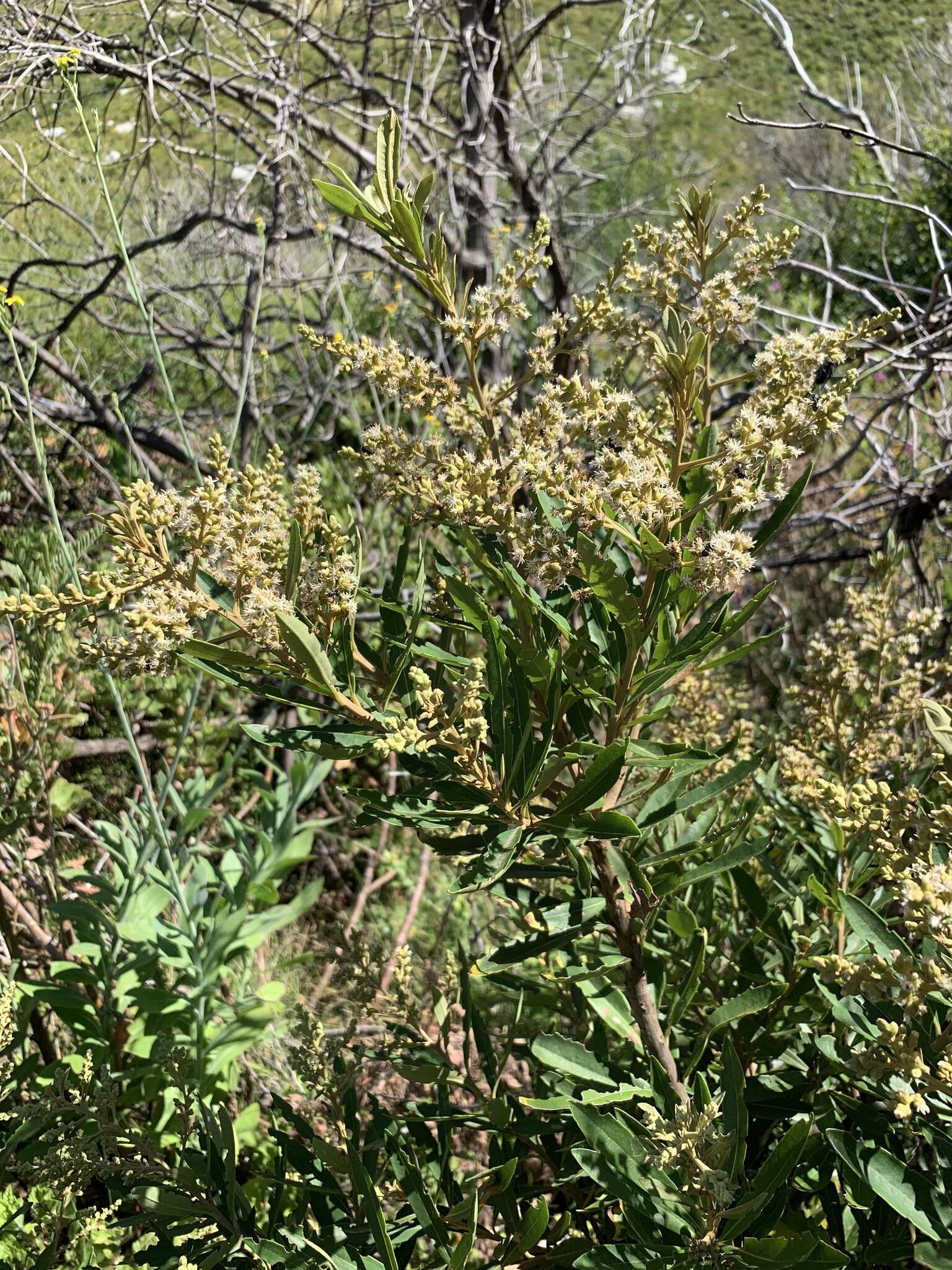 Imagem de Brachylaena neriifolia (L.) R. Br.