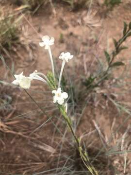 Image of Chascanum hederaceum var. natalense (H. Pearson) Moldenke