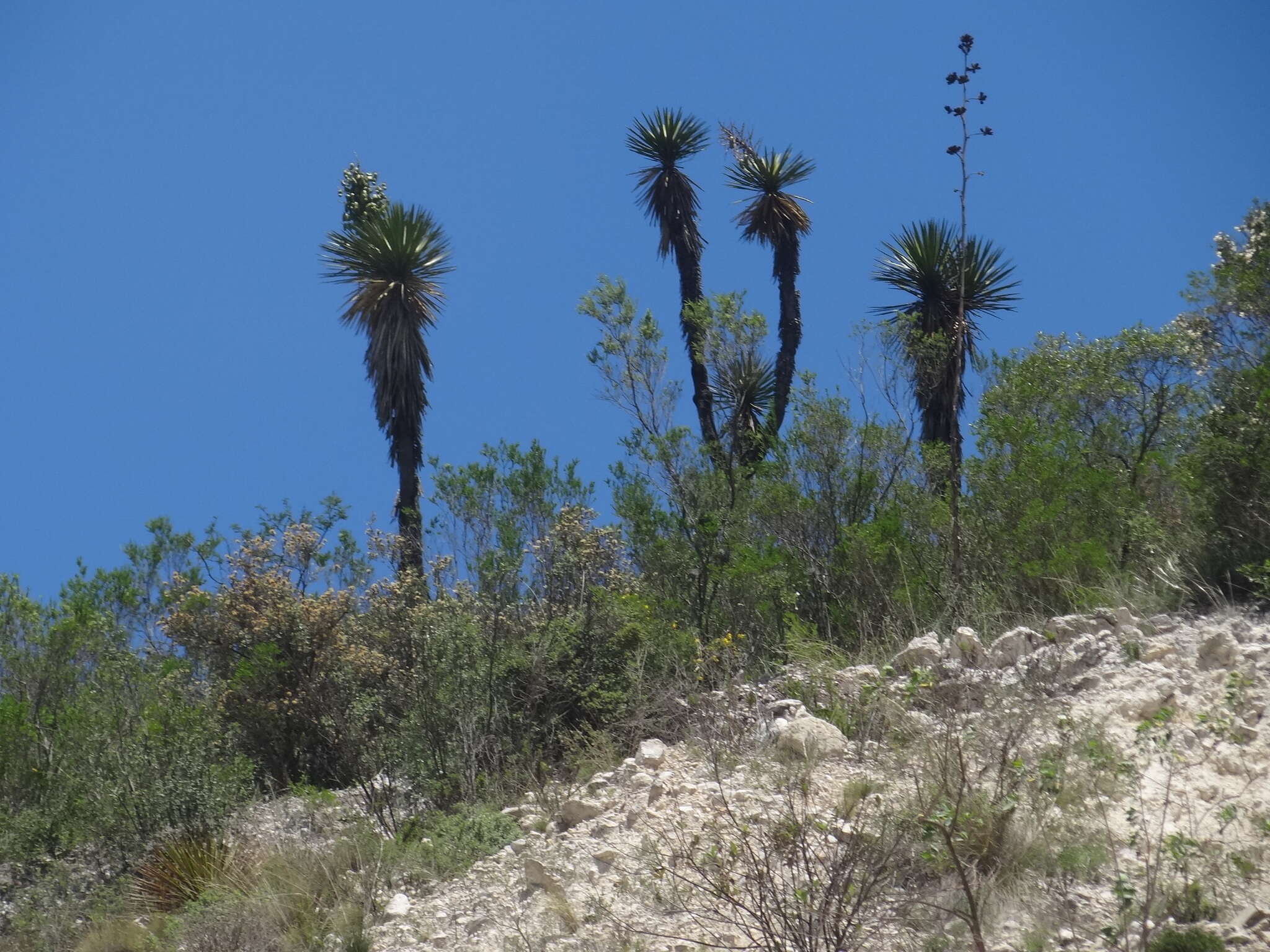 Image of Yucca mixtecana García-Mend.