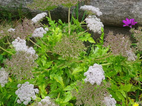 Слика од Daucus decipiens (Schrad. & J. C. Wendl.) Spalik, Wojew., Banasiak & Reduron