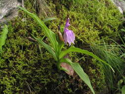 صورة Roscoea capitata Sm.