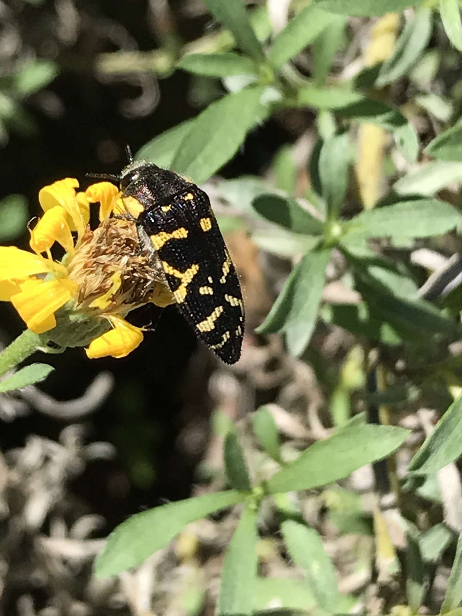 Image of Acmaeodera mixta Le Conte 1860