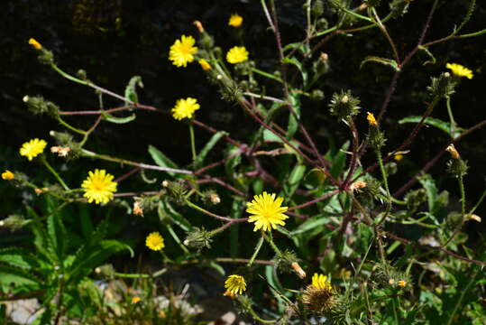 Image of Picris morrisonensis Hayata