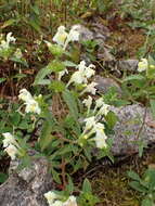 Image of Downy Hemp-nettle