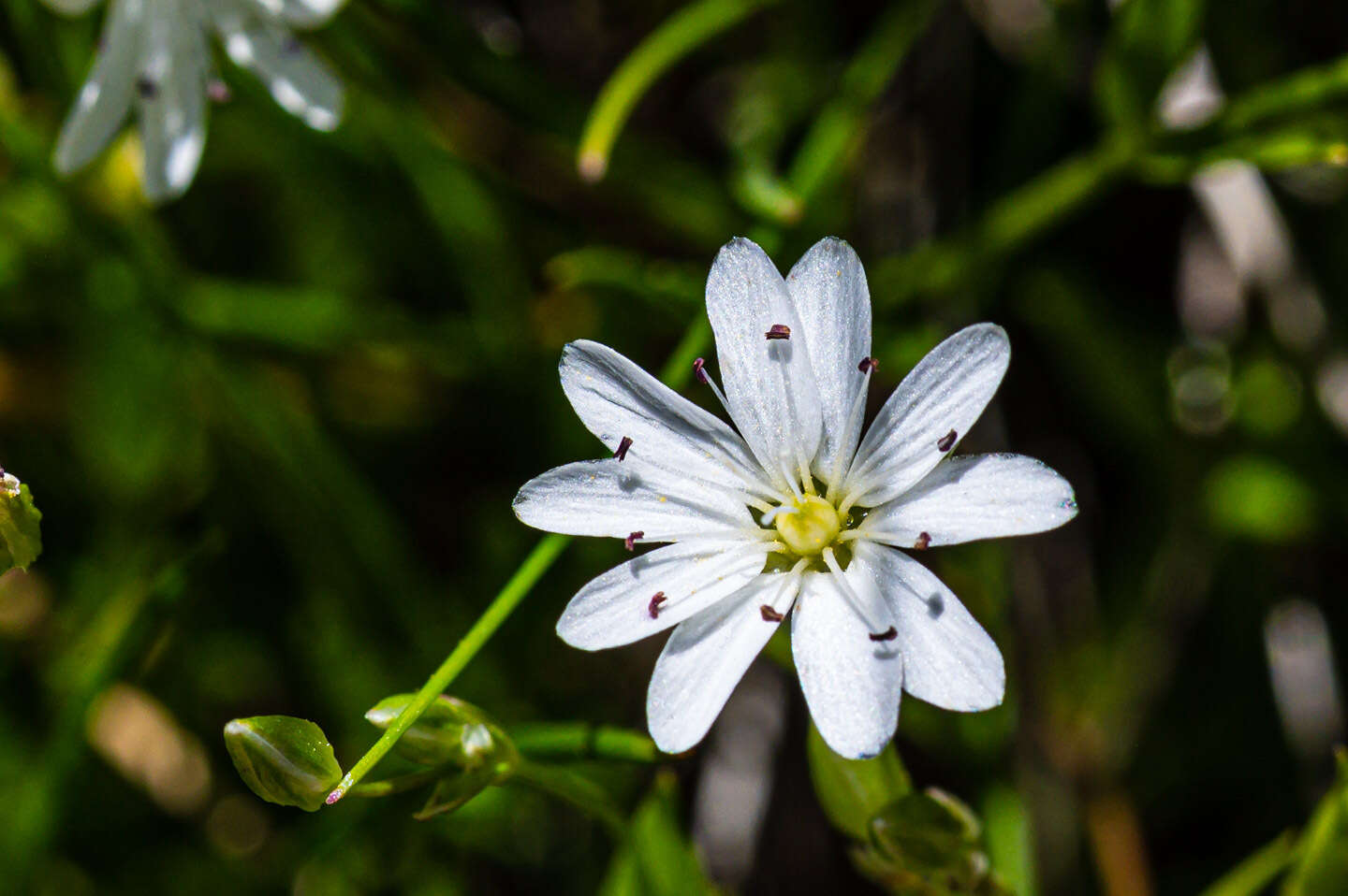 Image of Stellaria longipes subsp. longipes