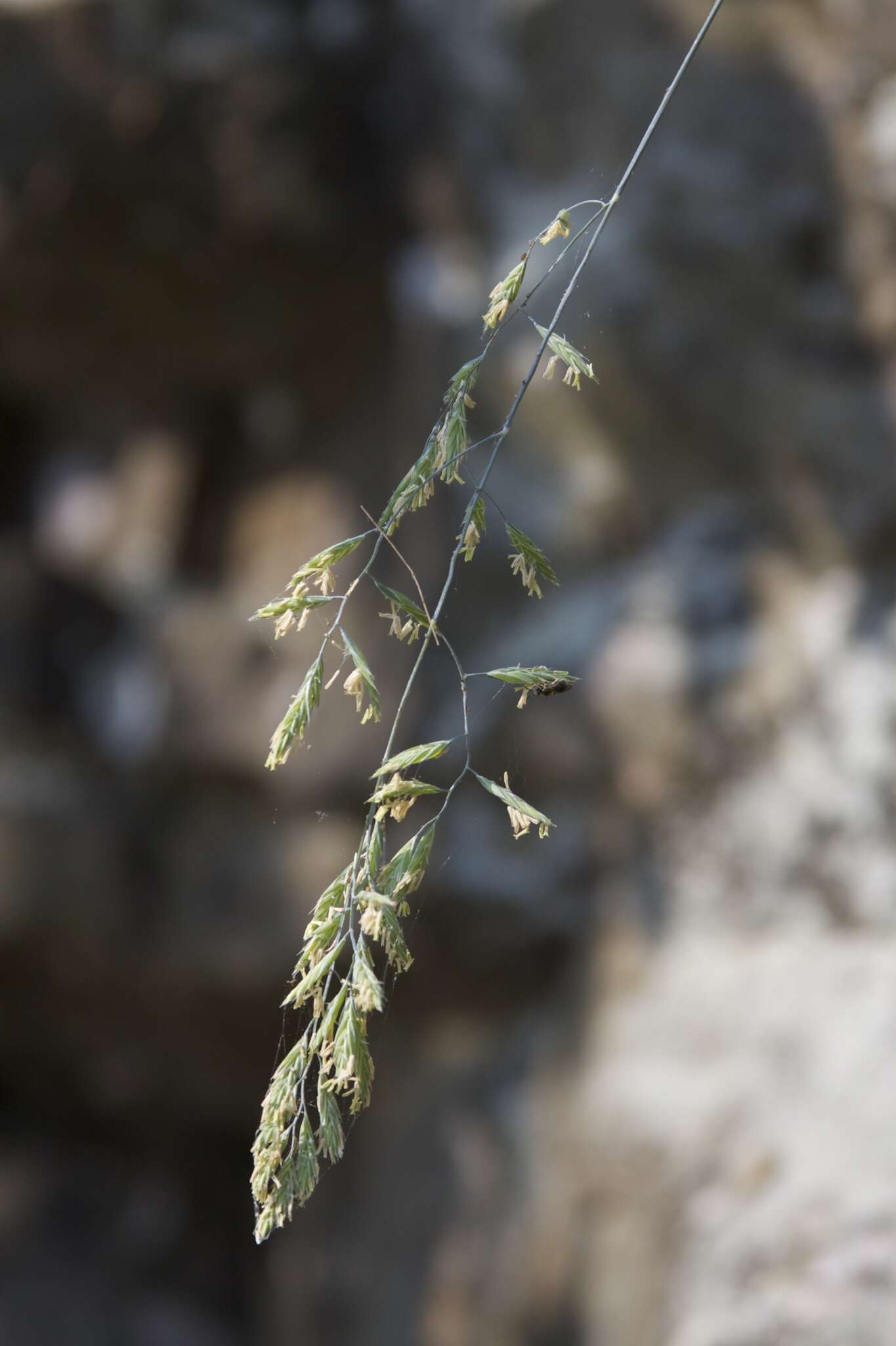 Image of hard fescue