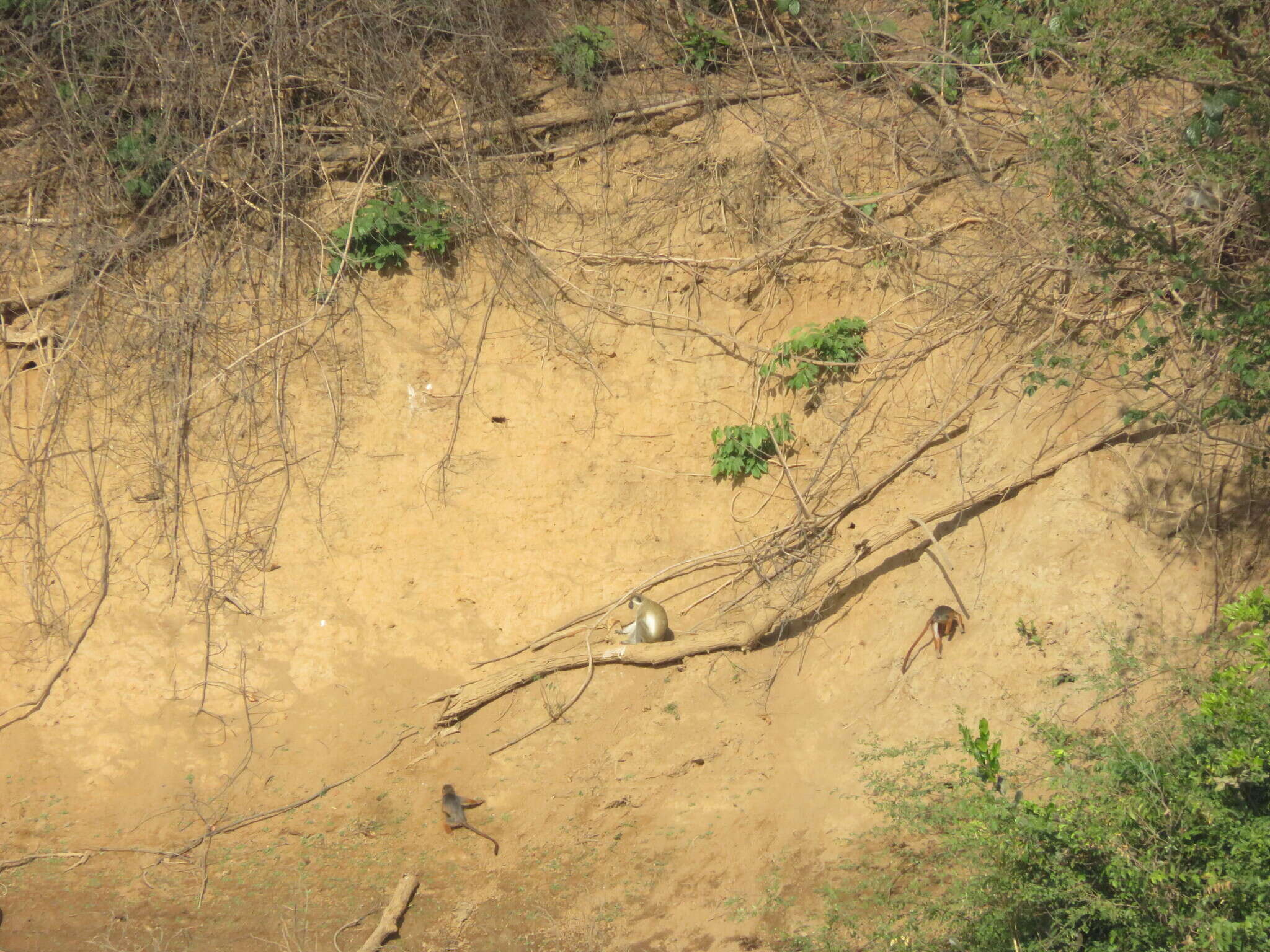 Image of Piliocolobus badius temminckii (Kuhl 1820)