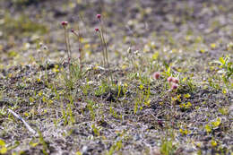 Antennaria friesiana (Trautv.) Ekman resmi