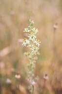 Image de Ornithogalum creticum Zahar.