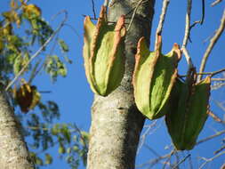 Image of Jacaratia mexicana A. DC.