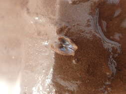 Image of glassy lyonsia