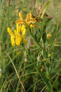 Imagem de Genista tinctoria L.