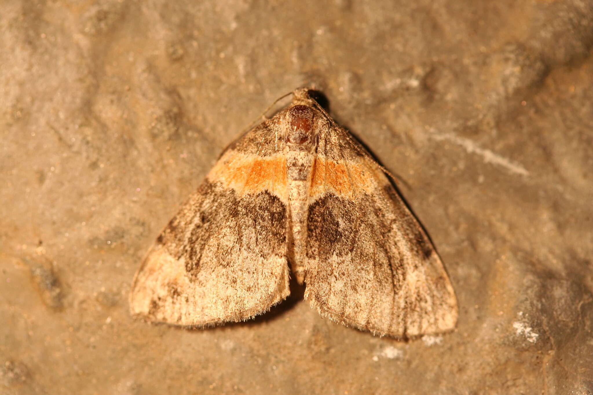 Image of Orange-barred Carpet