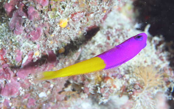 Image of Bicolor dottyback