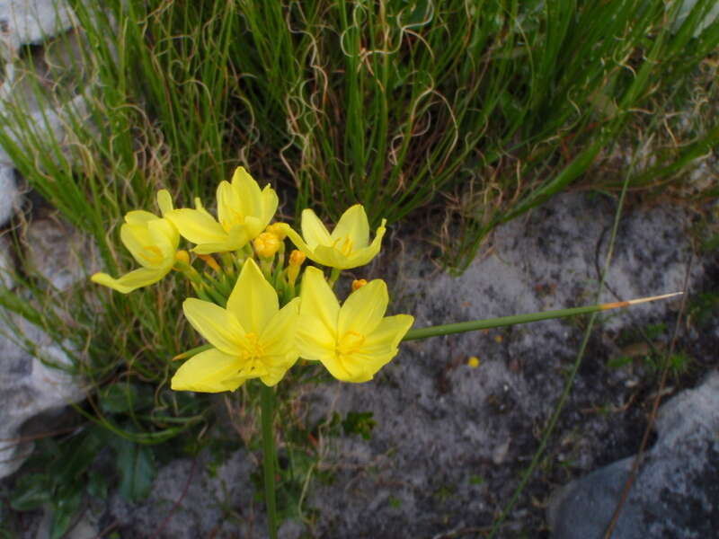 Image of Bobartia indica L.