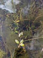 Image of northern snail-seed pondweed