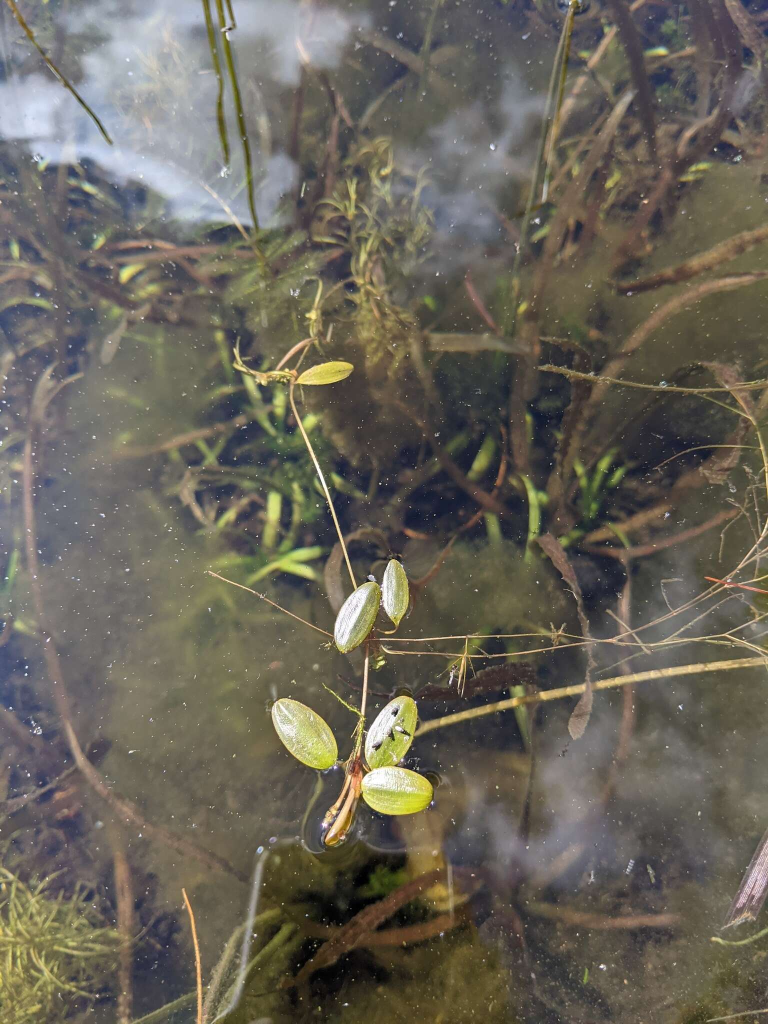 Image of northern snail-seed pondweed