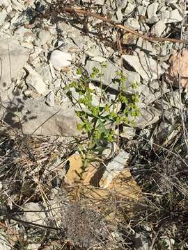 Image of Euphorbia medicaginea Boiss.