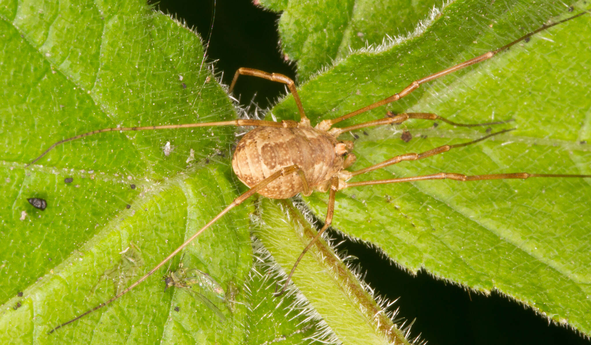 Image de Rilaena triangularis Herbst 1799