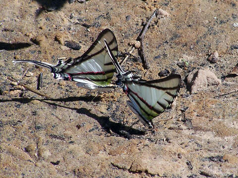 Image de Protesilaus protesilaus (Linnaeus 1758)